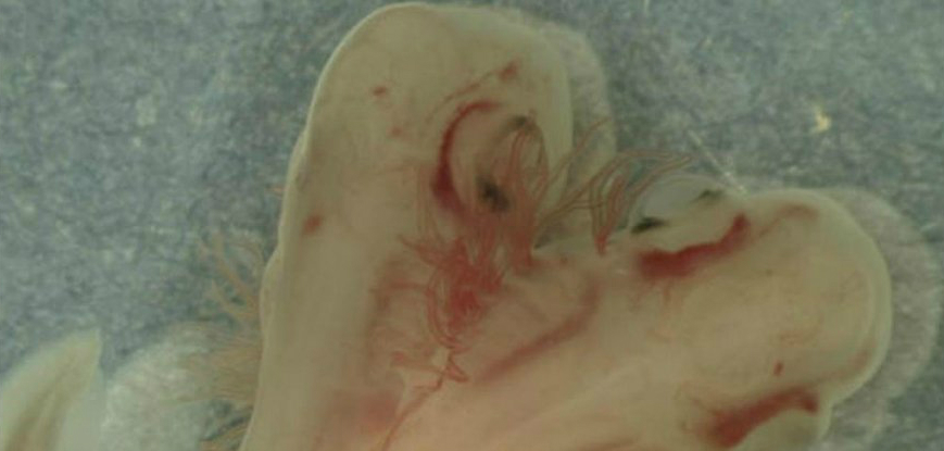 Un rechin cu două capete a fost descoperit de o echipă de cercetători