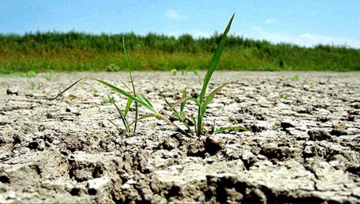 Seceta a provocat pagube însemnate în județul Buzău