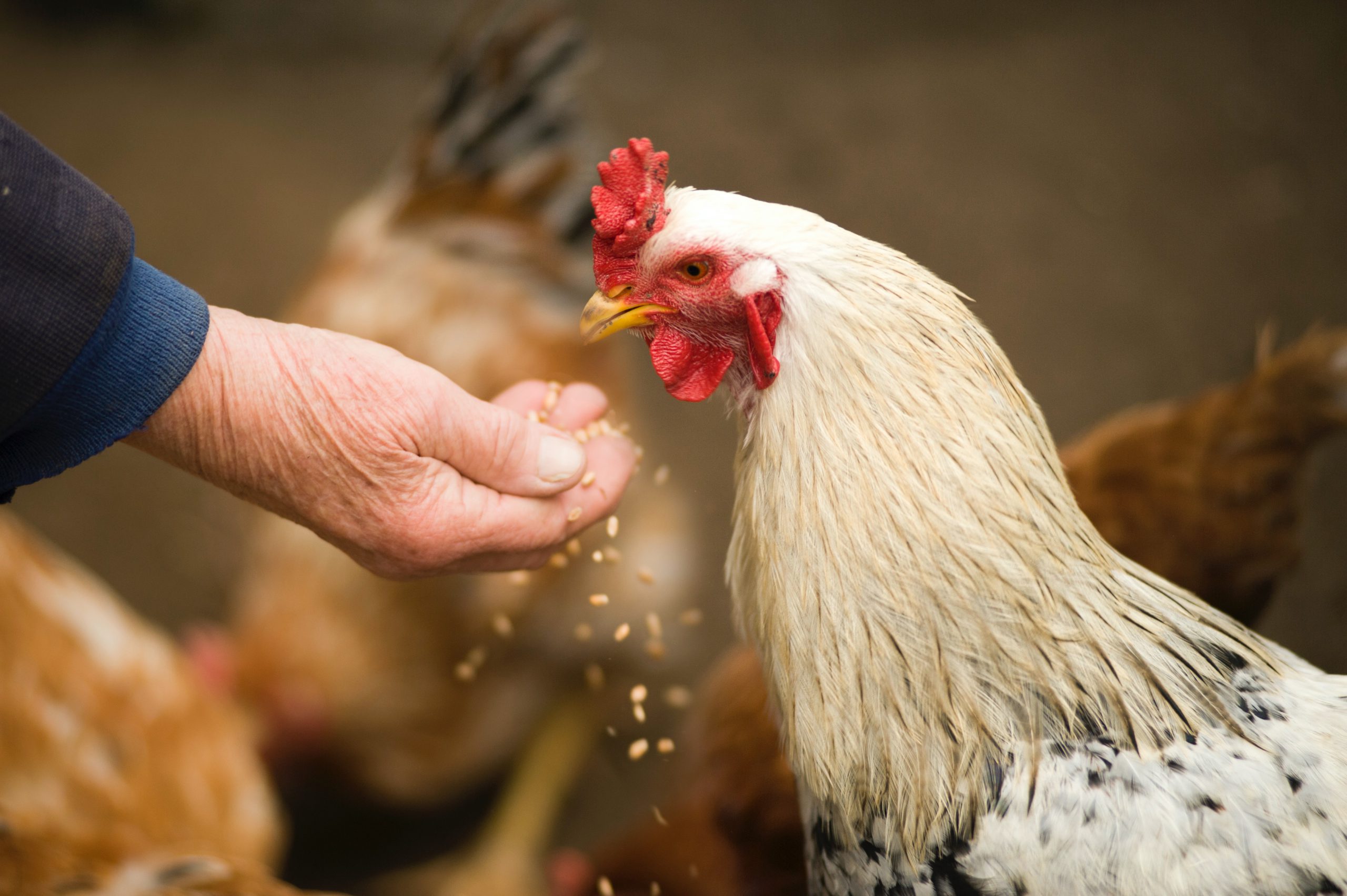 Carnea de pui organică se obține din păsări hrănite natural