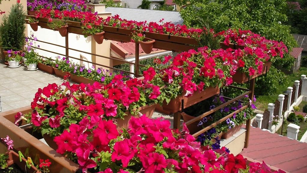 Jardinierele balcoanelor pot fi vesele și la frig. Ce plante le ajută. 11 recomandări de la specialiști