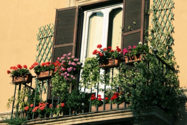Flori de balcon rezistente la frig