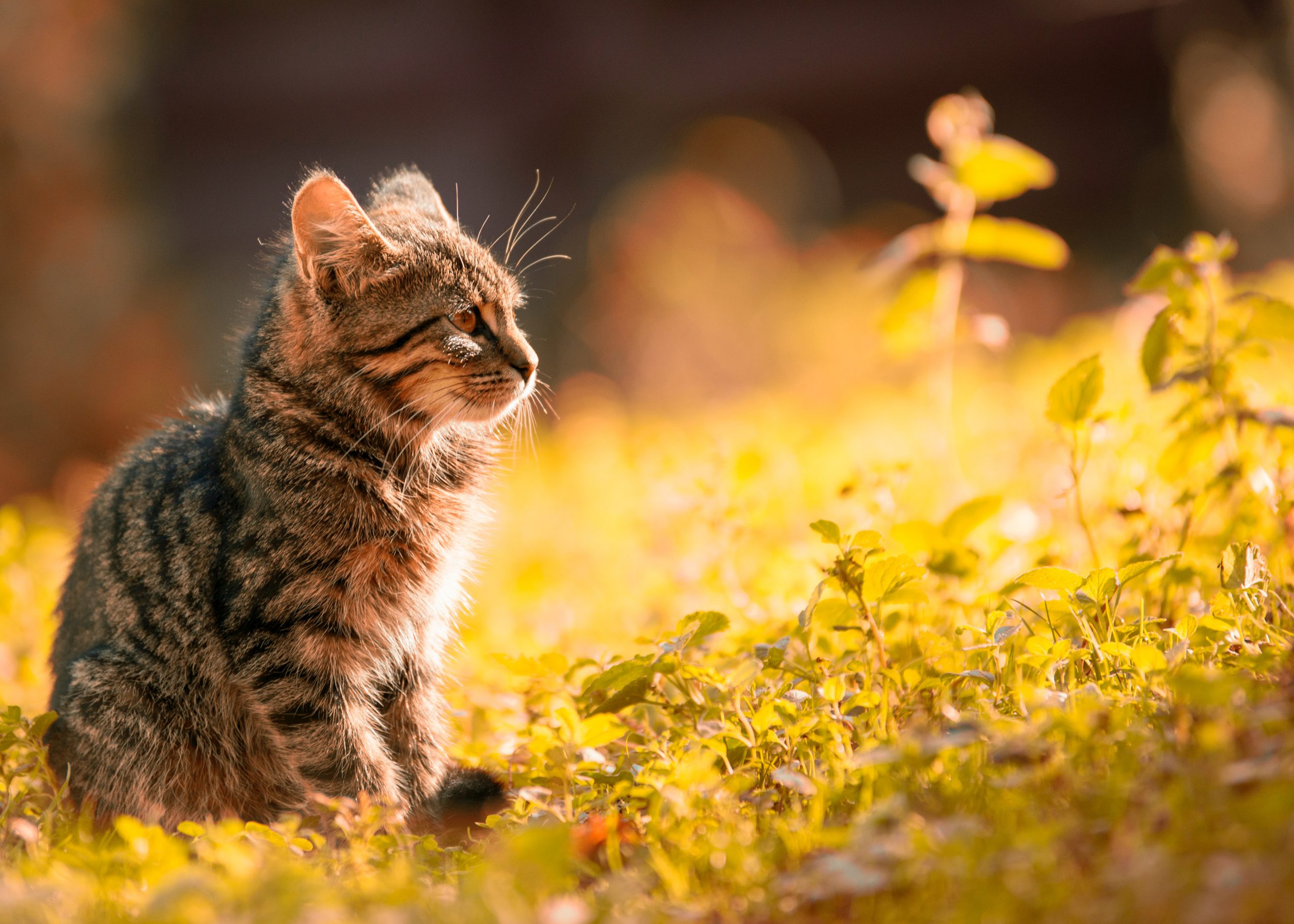 Primele simptome ale bolilor transmise de mușcătura de căpușă la pisici