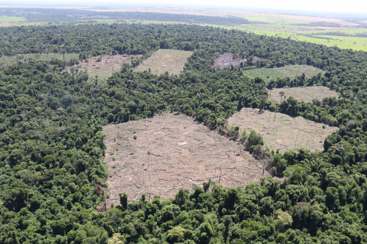  În Paraguay, 90% din păduri au fost distruse