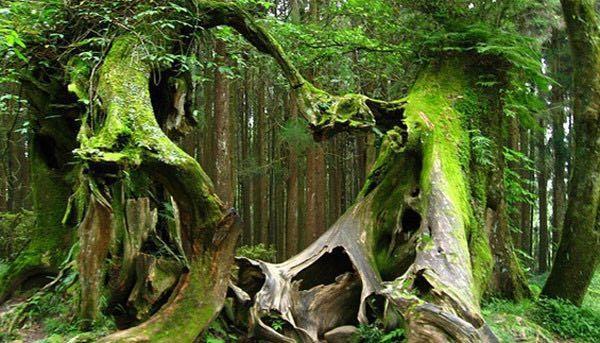 Misterele din pădurea Hoia-Baciu