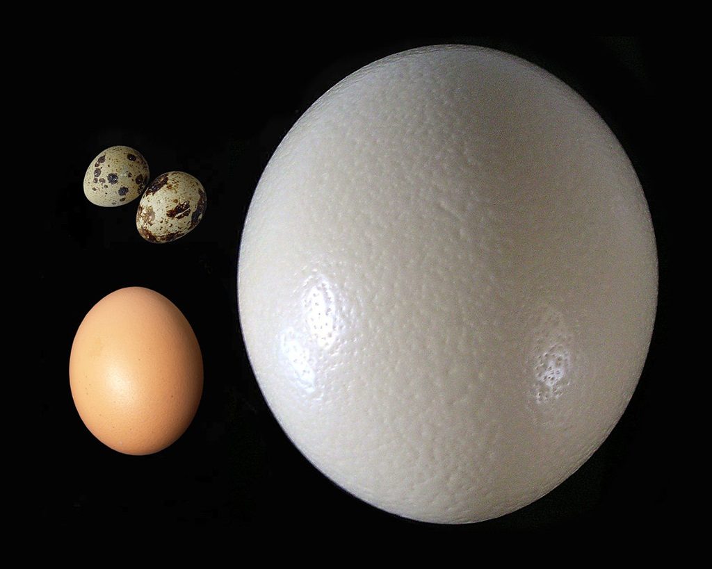 Diferența dintre un ou de prepeliță, de găină și de struț