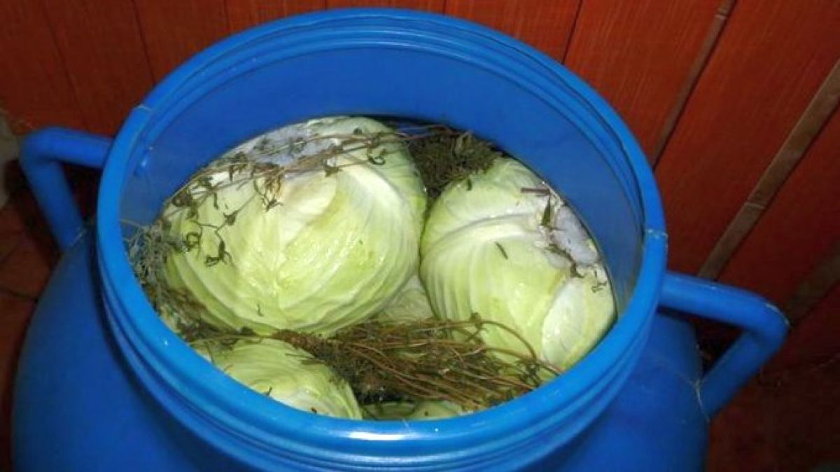 Trucuri de așezare în butoi a verzei