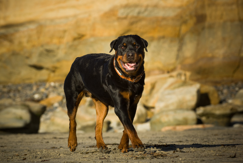 Cele mai inteligente rase de caini, rottweiller