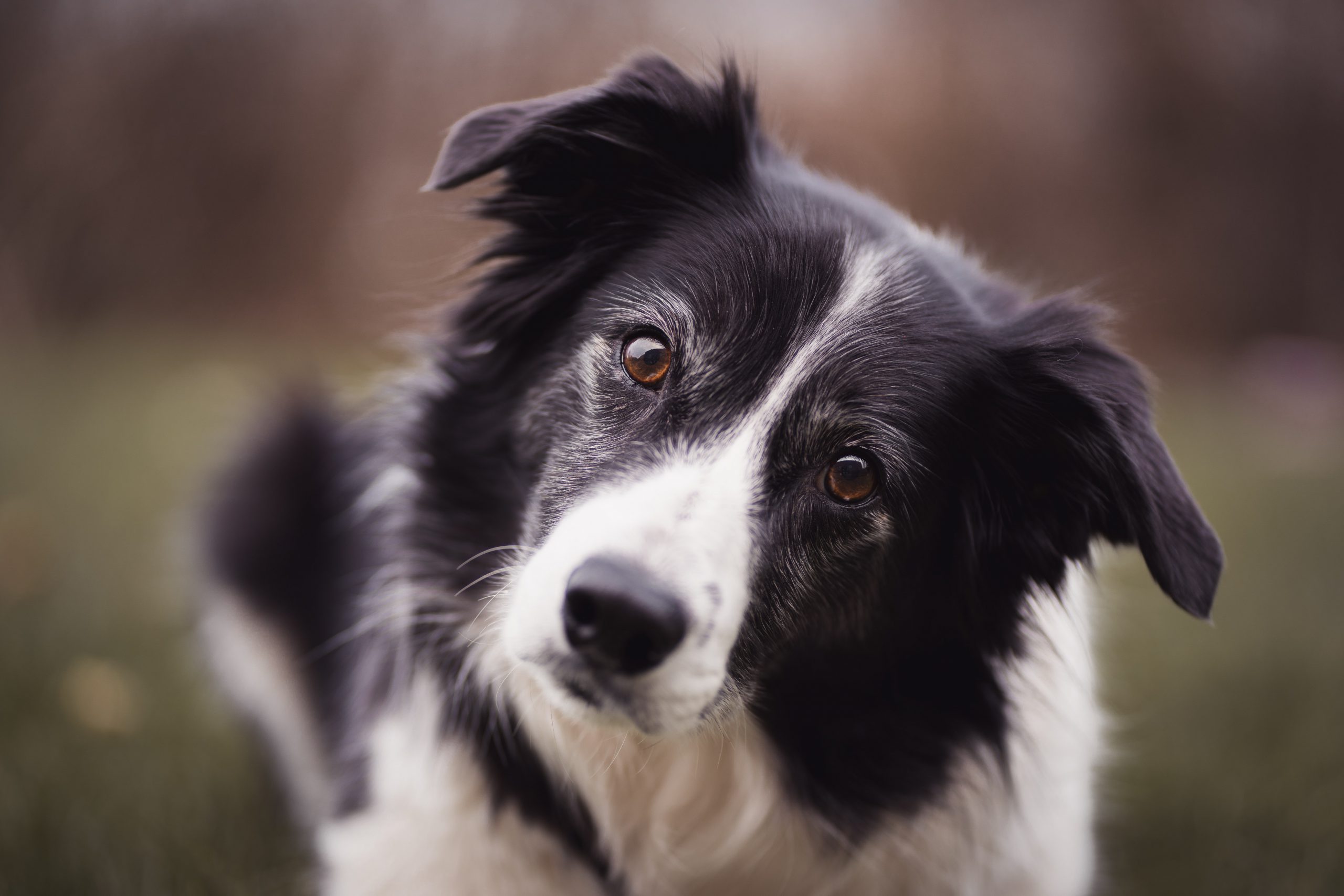 Cele mai inteligente rase de caini, Border Collie