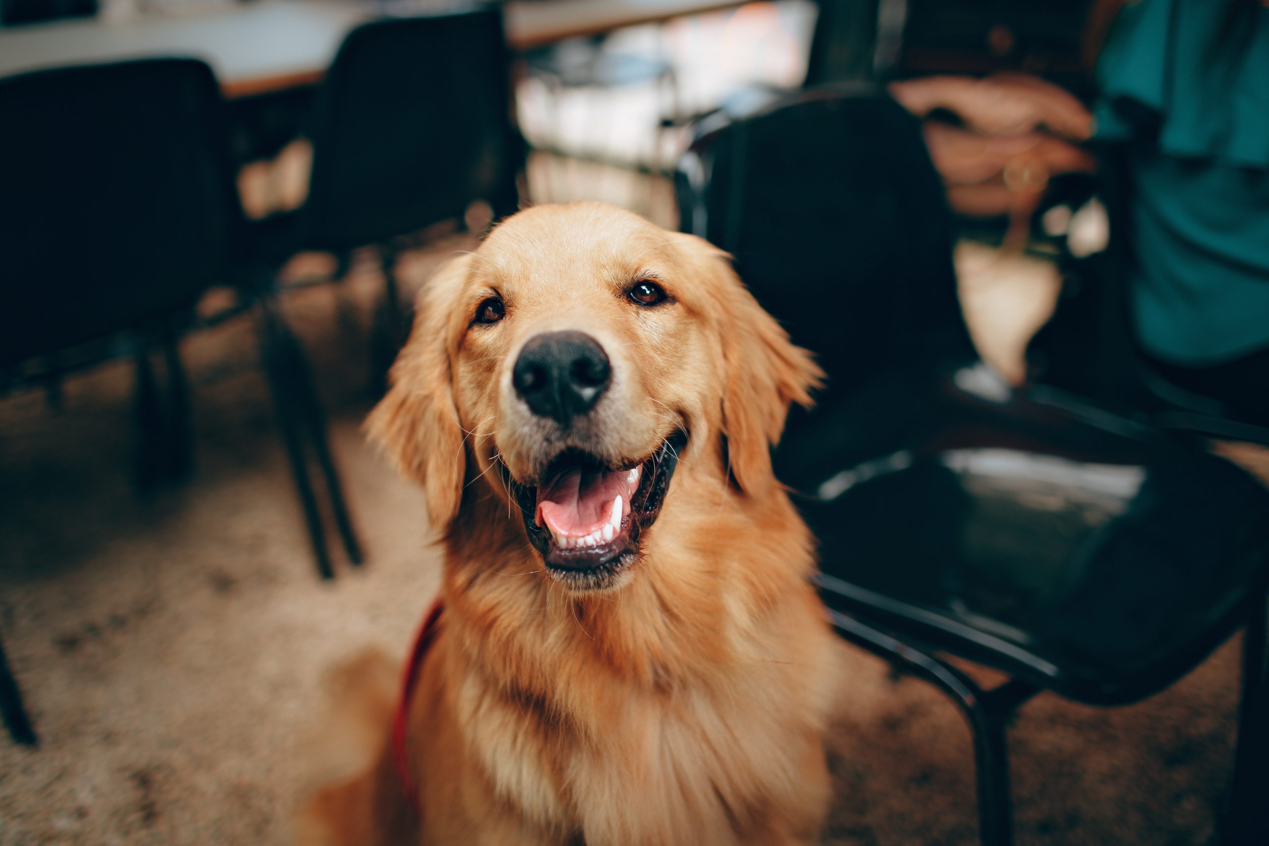 Cele mai inteligente rase de caini, Golden Retriever