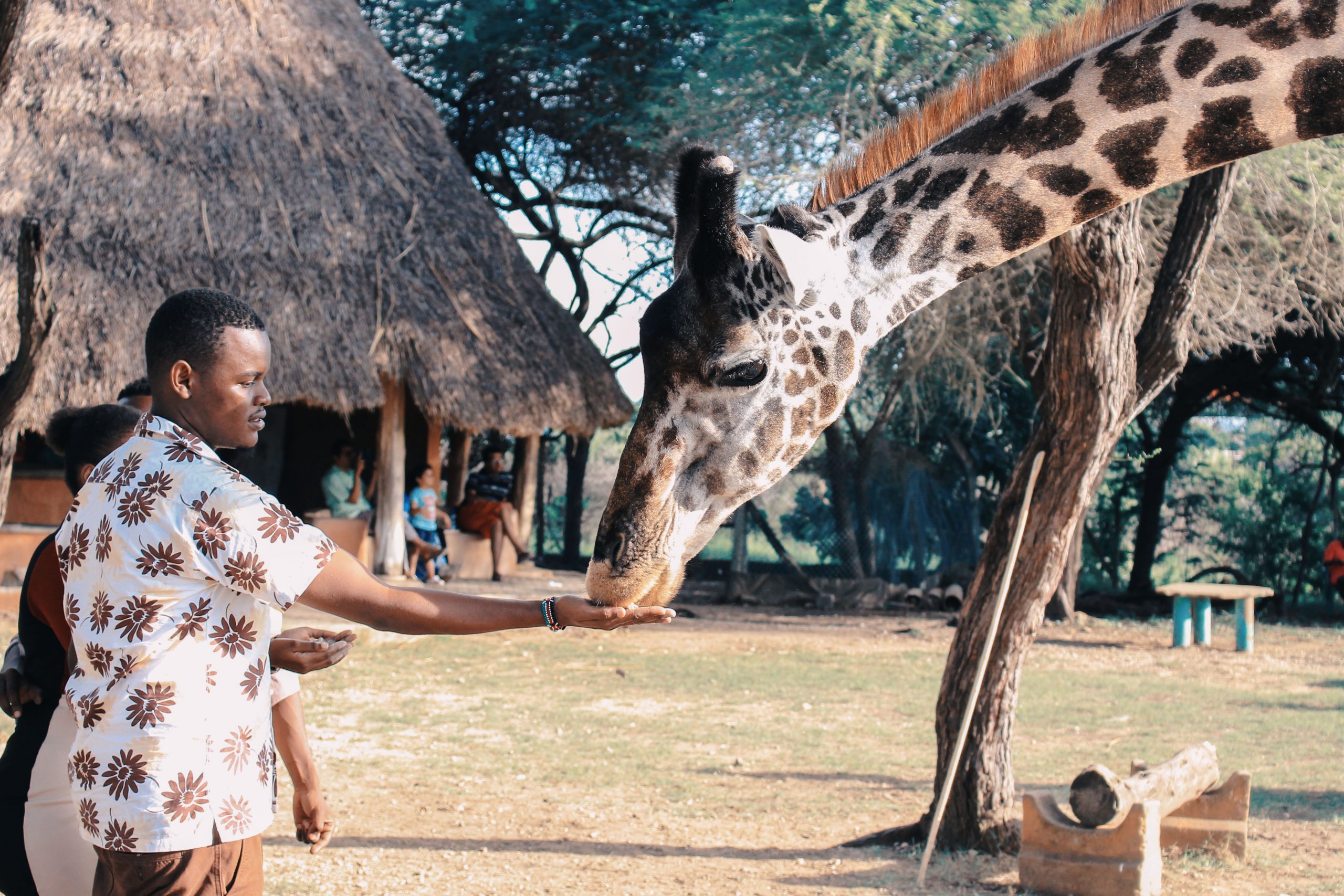 Cu toate că este extrem de lung, gâtul unei girafe are doar șapte vertebre