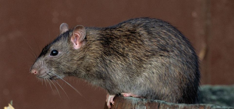 Șobolanul mușcă mai ales la extremitățile corpului