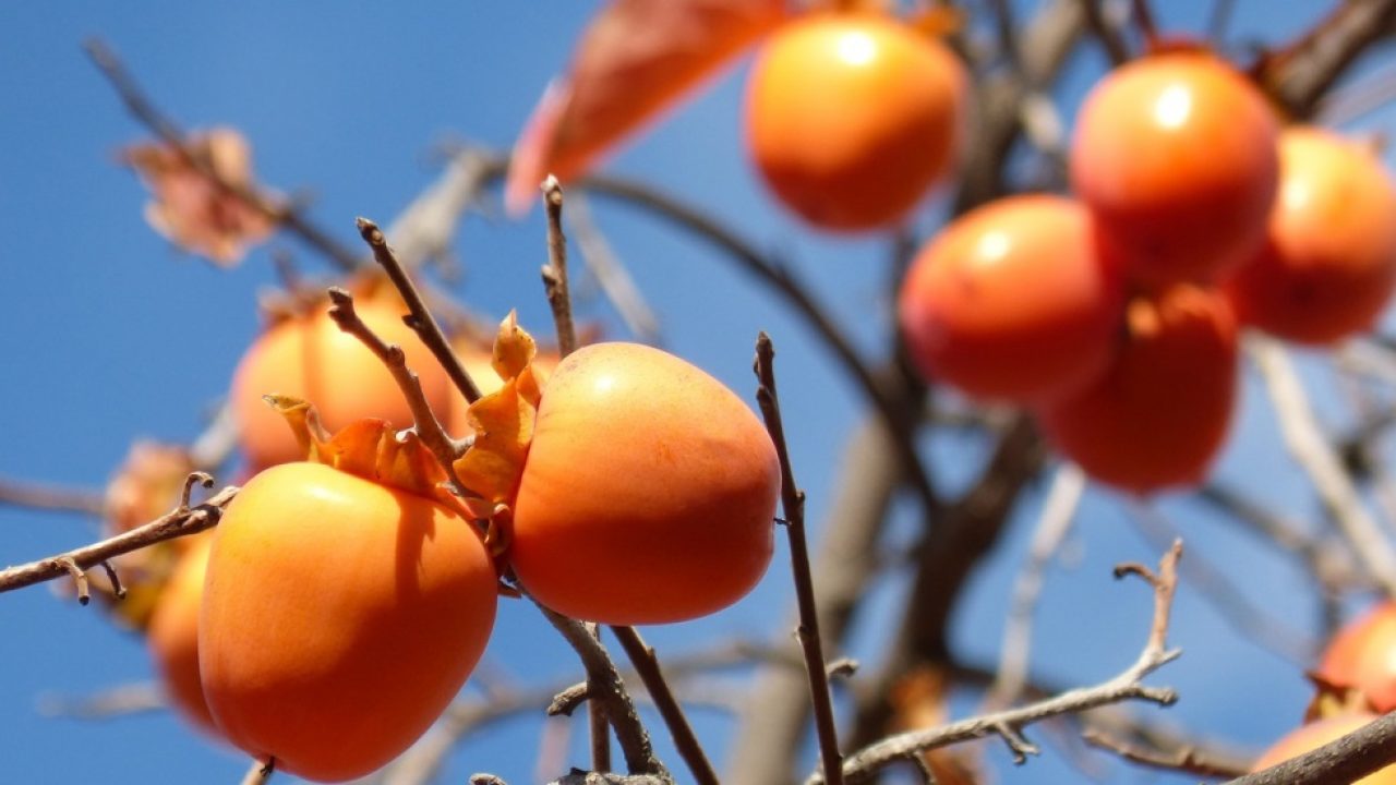 Kaki este bogat în vitamina C