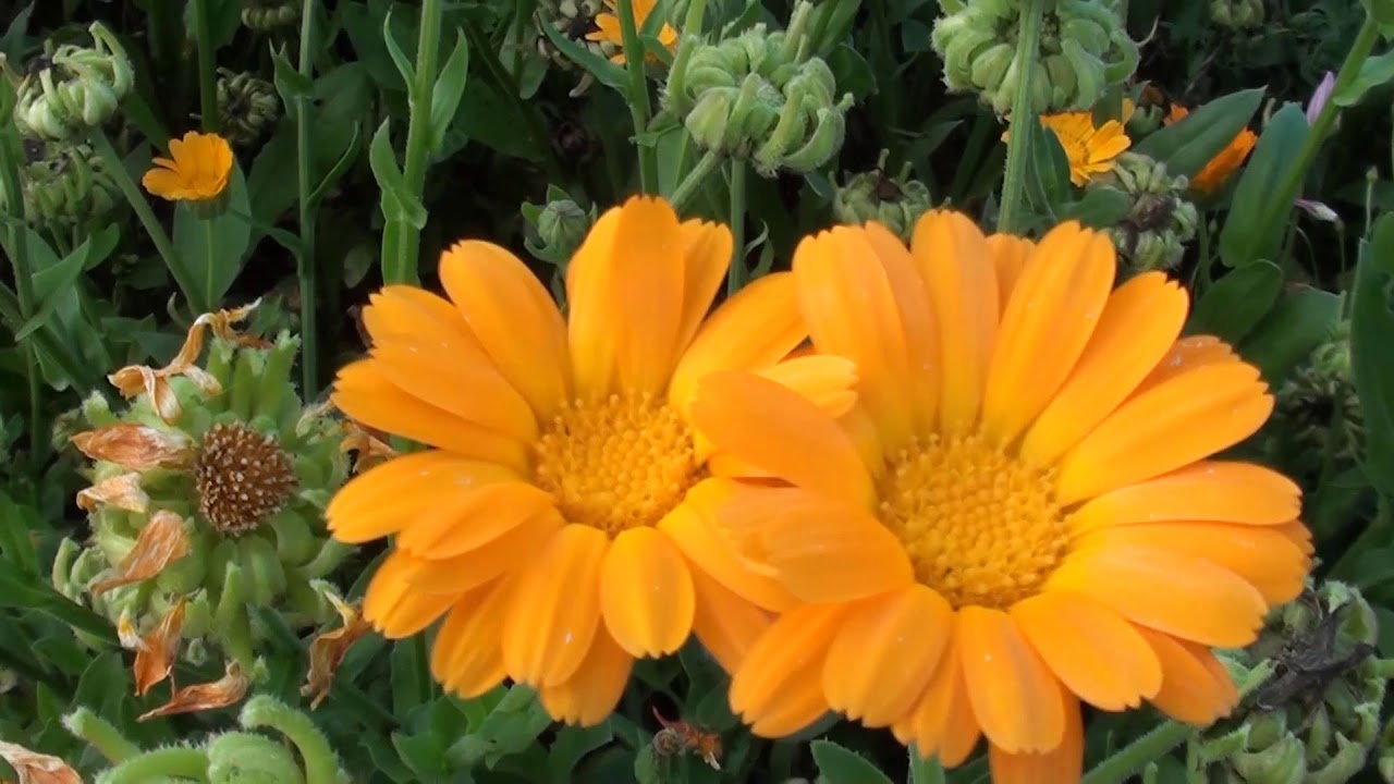 După doar un an, profitul ar putea fi de patru mai mare decât investitia inițială