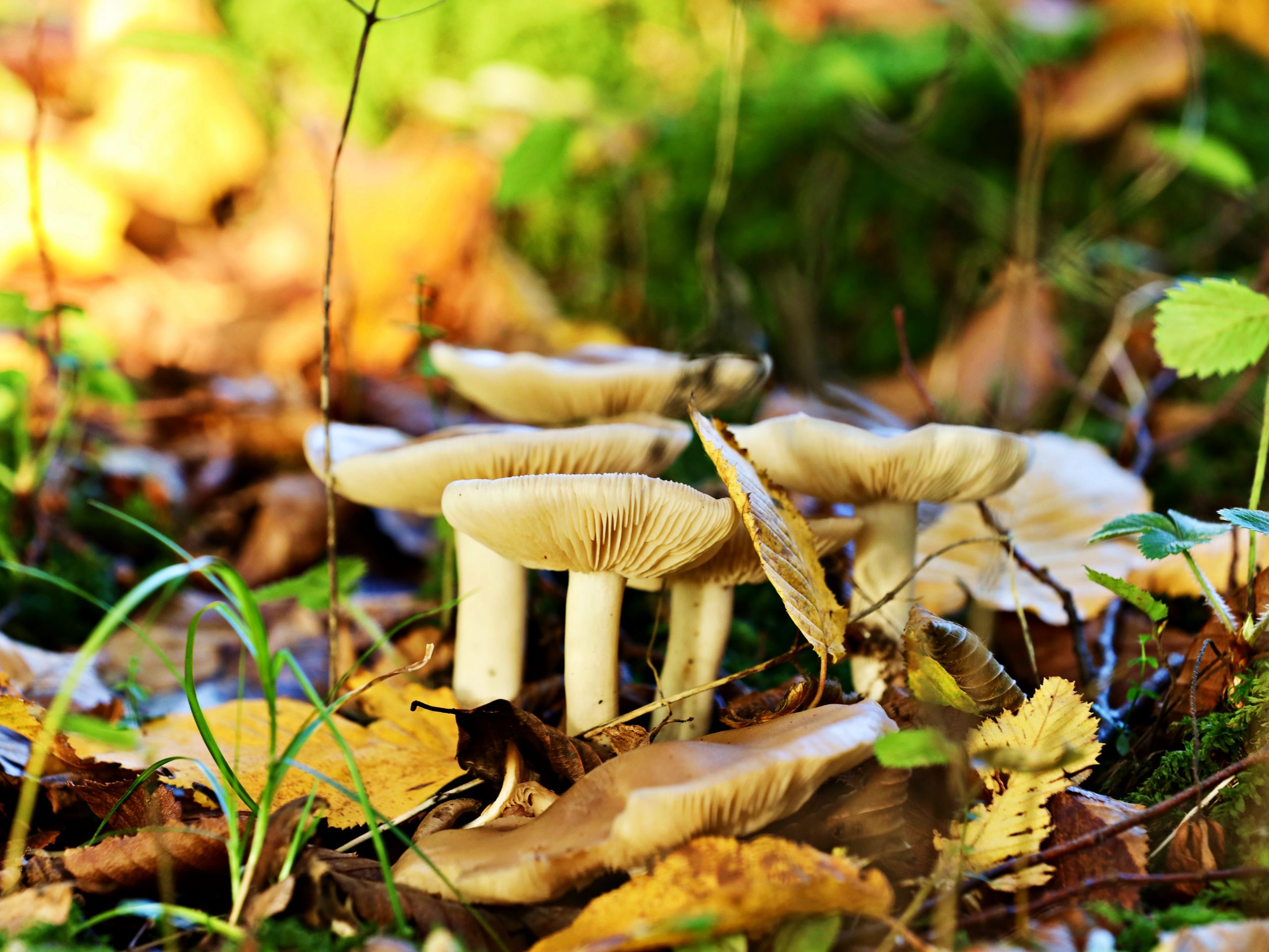 Beneficiile consumului de ciuperci – 7 motive să le incluzi în meniul săptămânal