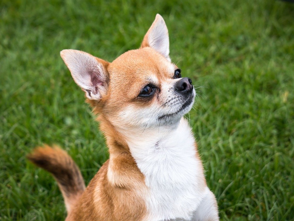 Câine din rasa Chihuahua