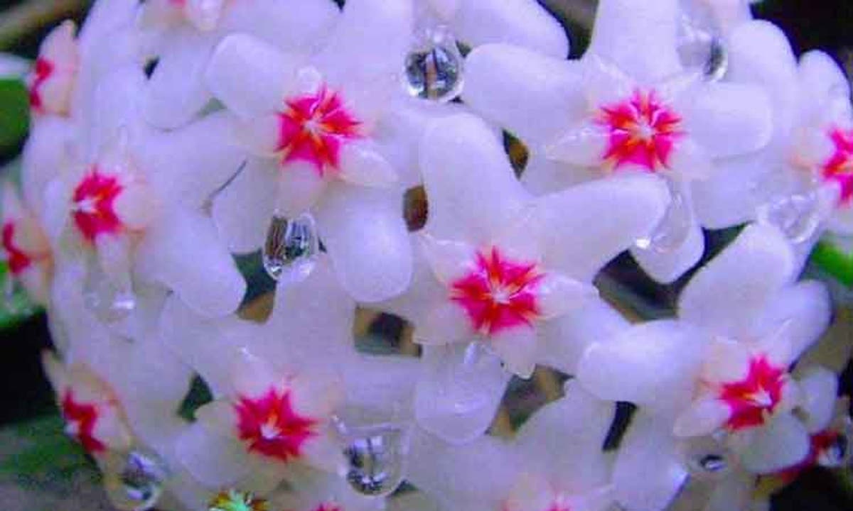 Lacrima Maicii Domnului. De ce e bine să ai în casă floarea care produce mir