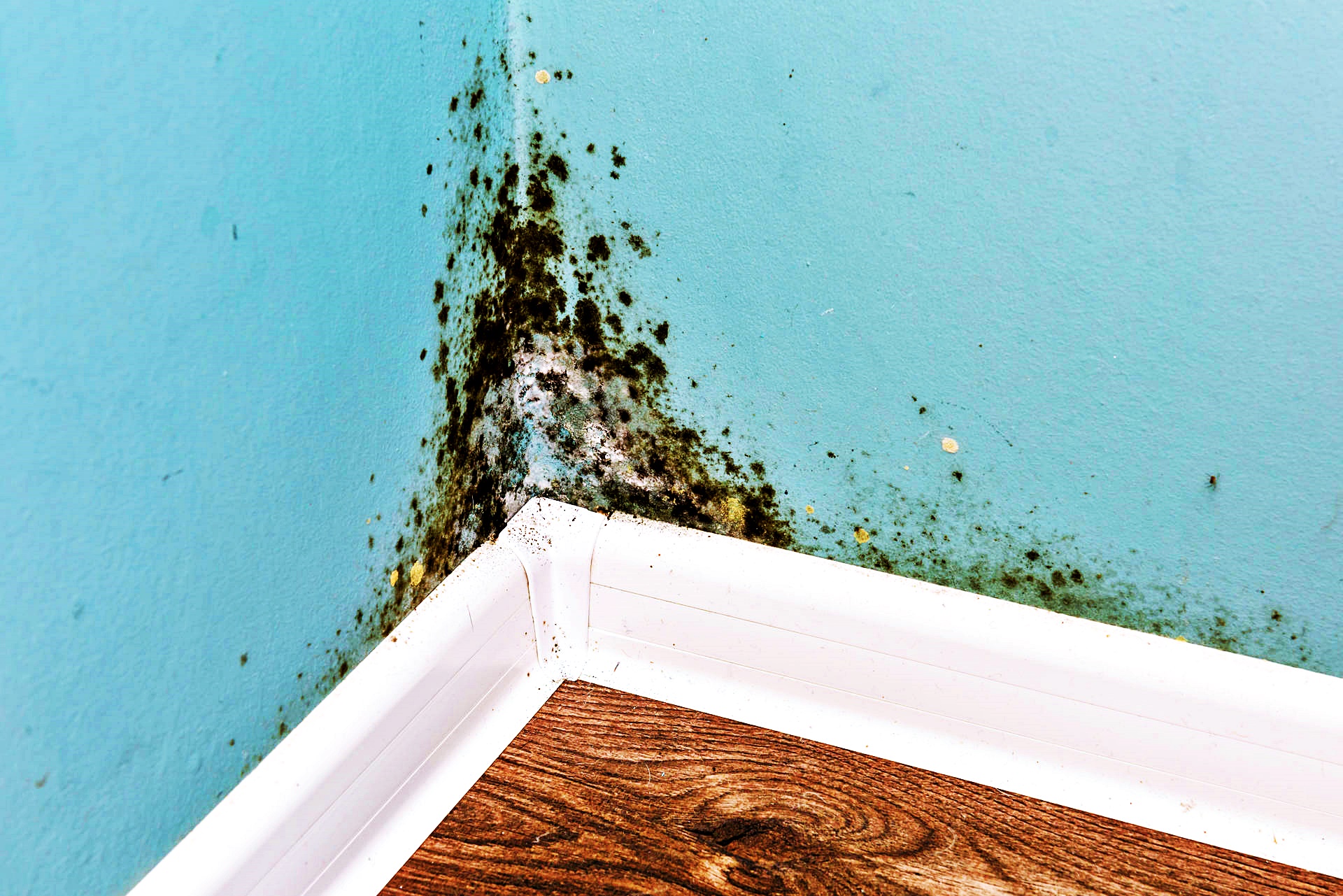 Mucegaiul din locuință provoacă probleme grave. În cazuri excepționale, poate duce chiar la moarte