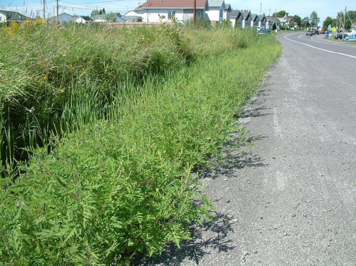 Amenzi mai mari pentru cei care nu distrug ambrozia