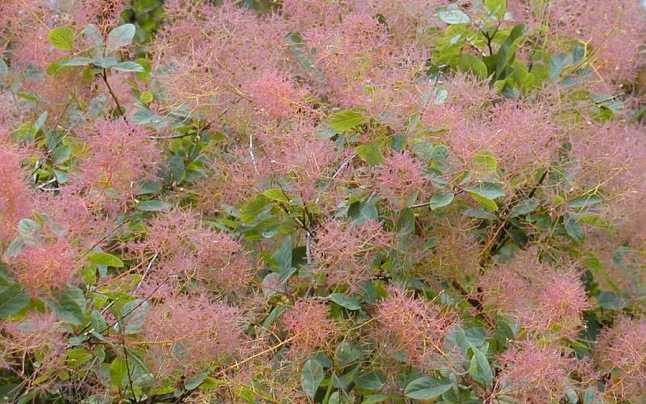 Ceaiul de scumpie – ce beneficii are această plantă medicinală foarte puțin cunoscută