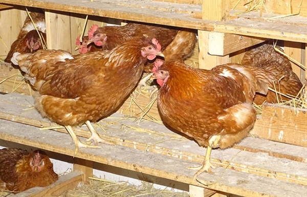 Ferma de găini ouătoare