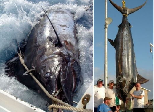 Kevin Gardner din Marea Britanie a prins un peşte cu cioc