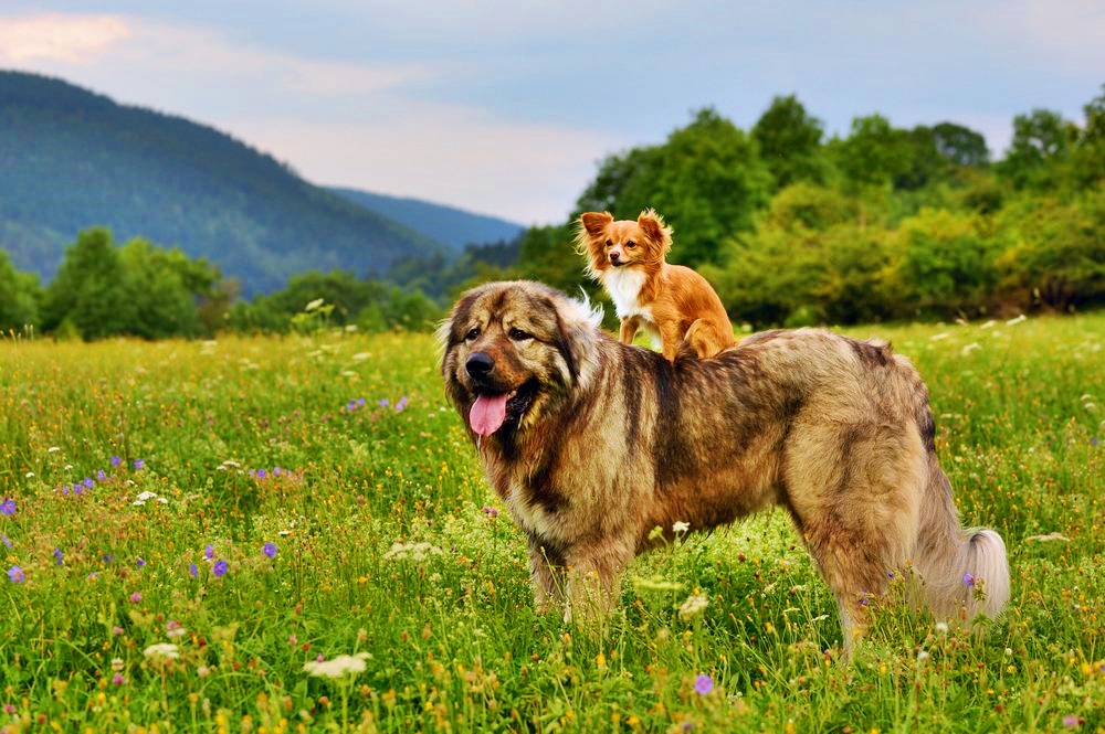 Rase de câini mari și blânzi – te sperie cu statura, dar au blândețea în suflet