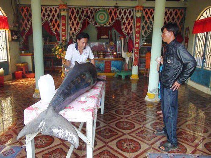 Cadavrul unei balene este pregătit pentru înmormântare / Sursă foto: Thanh Phong