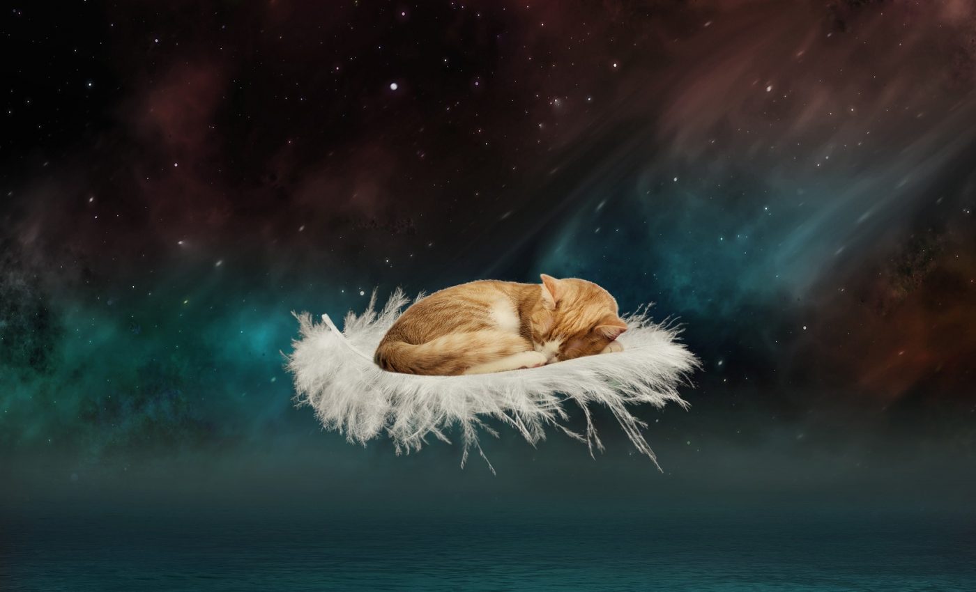 Ce înseamnă când visezi pisici. Interpretarea mesajului în funcție de ipostază