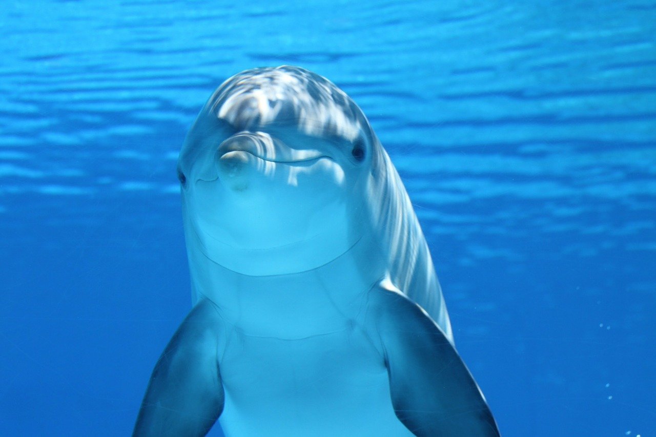 Delfinul este unul dintre cele mai inteligente mamifere de pe planetă