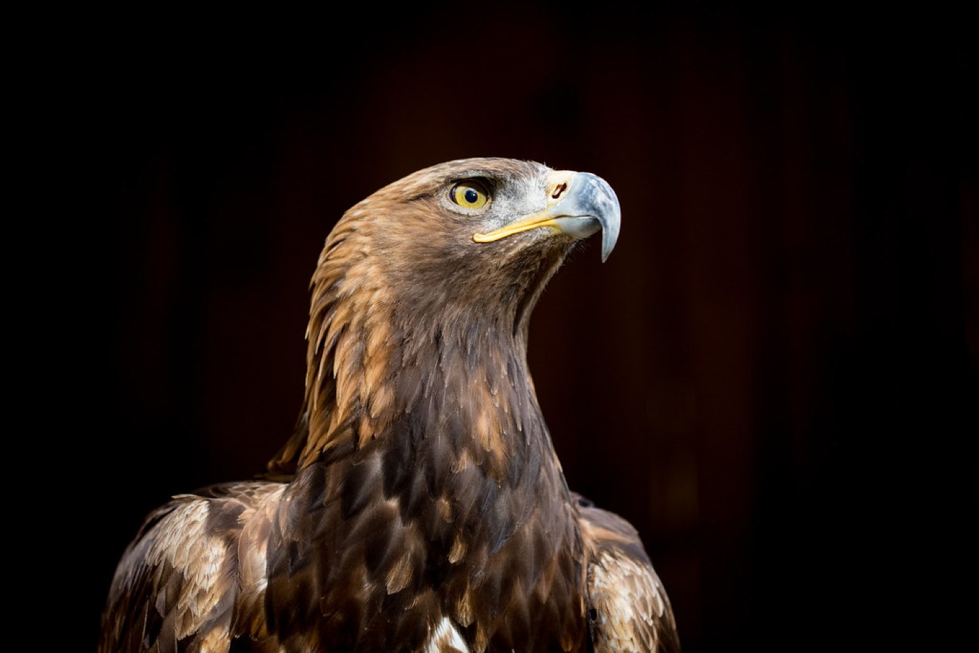 Cele mai bizare superstiții din lume. Cine și de ce fumează creier de vultur