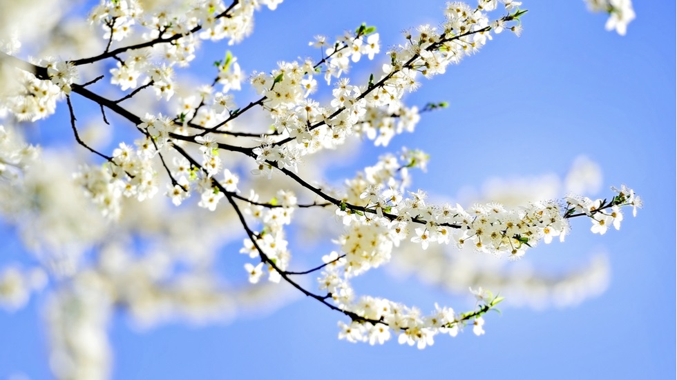 Cum să vă regăsiți echilibrul primăvara. 4 recomandări prețioase