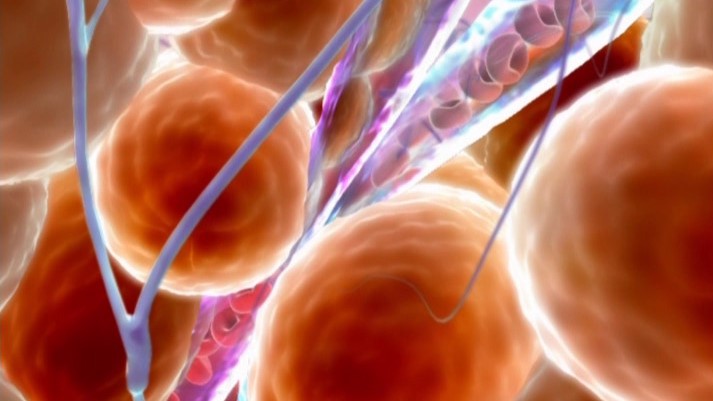 Ce este chaparral și de ce este un purificator puternic pentru sânge și limfă