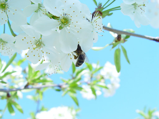 Ce flori de grădină poți planta primăvara