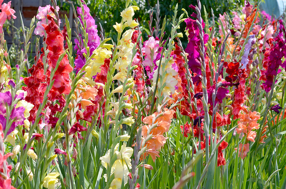 Gladiole