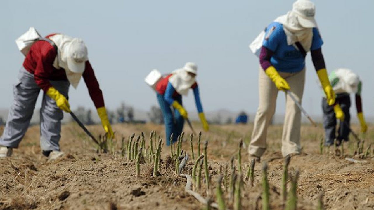 Joburi sezoniere în străinătate. Câți bani poate să câștige un român și ce condiții trebuie să îndeplinească