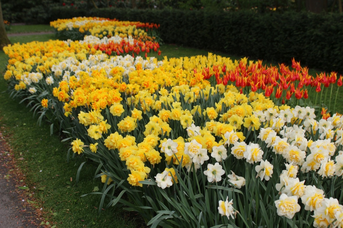Narcisele sunt printre primele flori care apar primavara