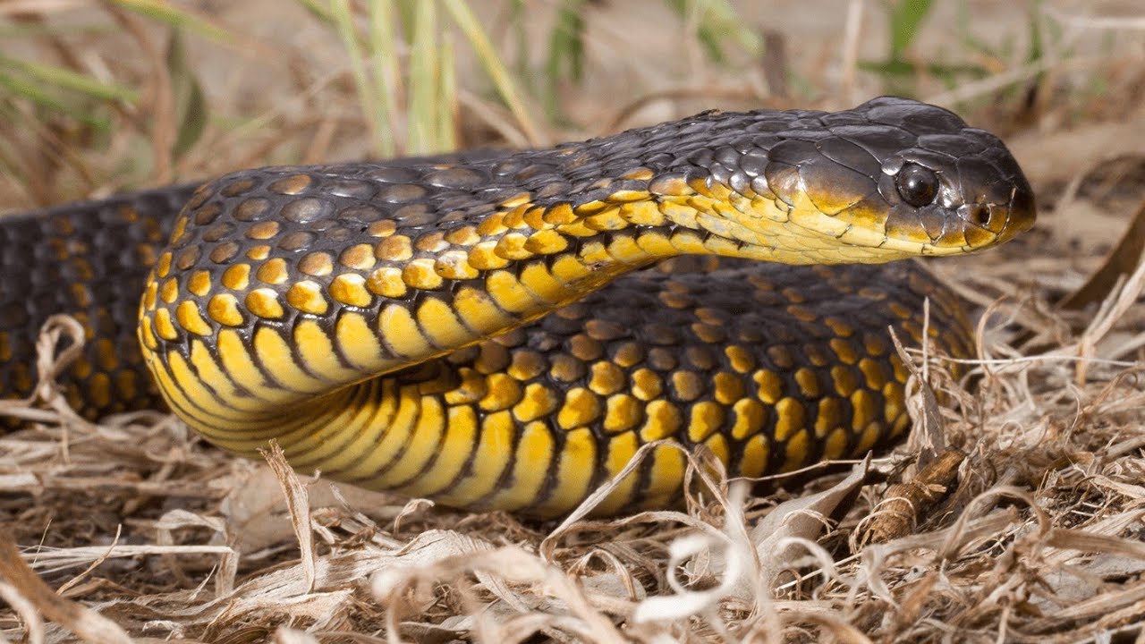 Mușcătura cestor șerpi poate fi fatală