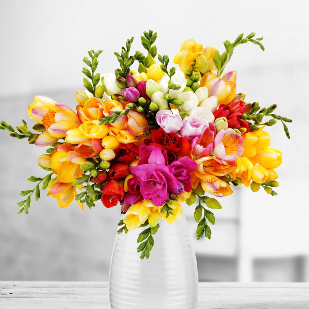 Ce simbolizează freziile – florile cu cel mai dulce miros al primăverii