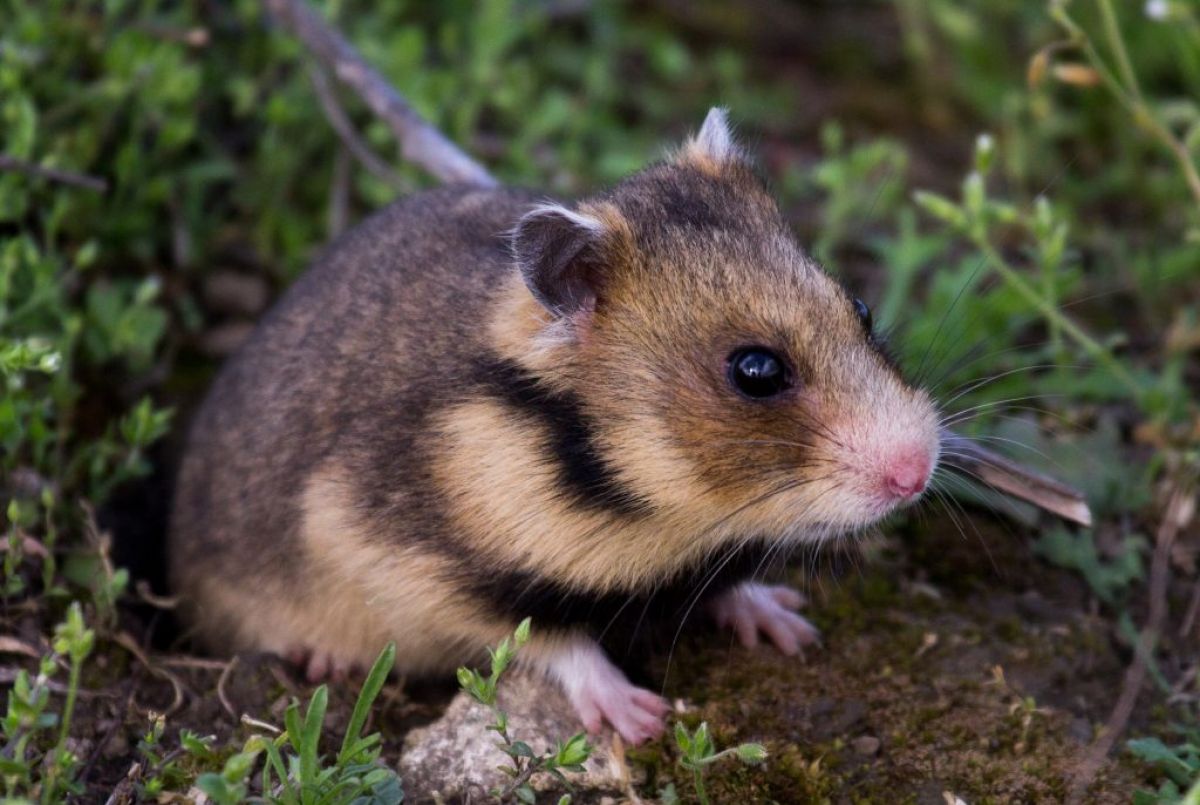 Animale din România pe cale de dispariție. Hamsterul românesc