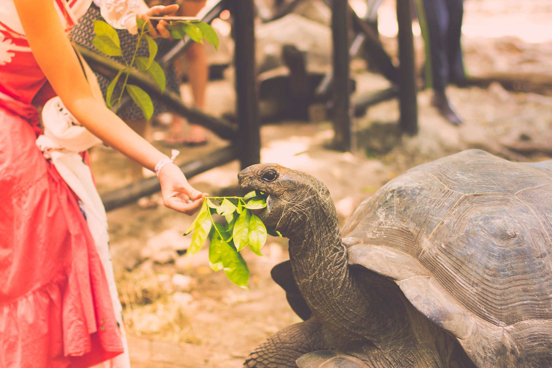5 cele mai longevive animale de pe Pământ. Ce animal reușește să ajungă la 200 de ani