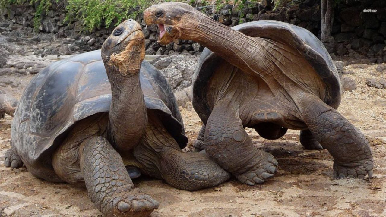 Broasca țestoasă gigant din Isulele Aldabra
