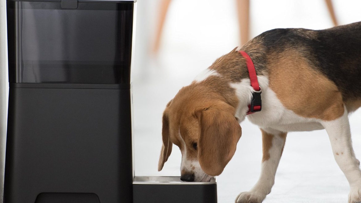 Ce dezvăluie rasa animalului tău despre personalitatea ta