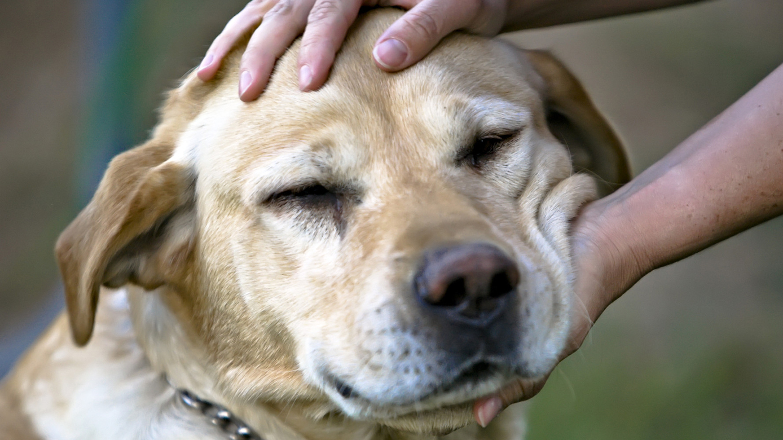 Ce dezvăluie rasa animalului tău despre personalitatea ta. 7 interpretări nebănuite