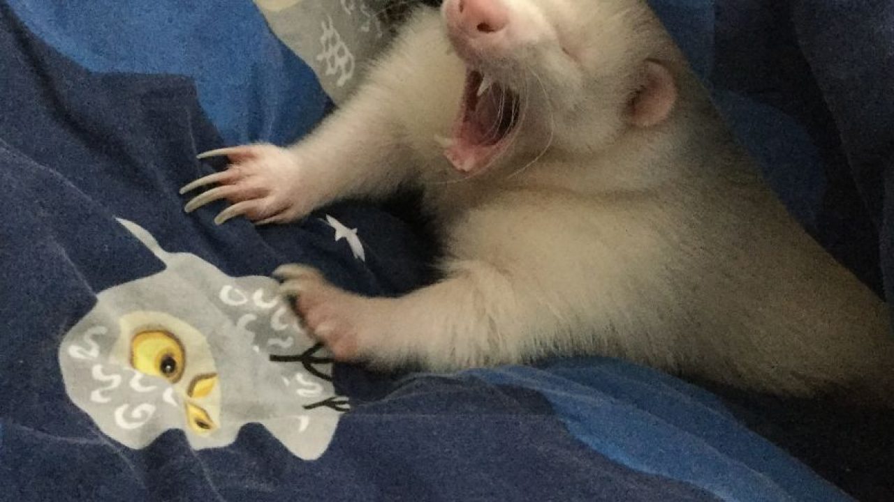 Cel mai lent animal de pe planetă. Unde trăiește și cu ce se hrănește. Este mult mai violent decât se crede