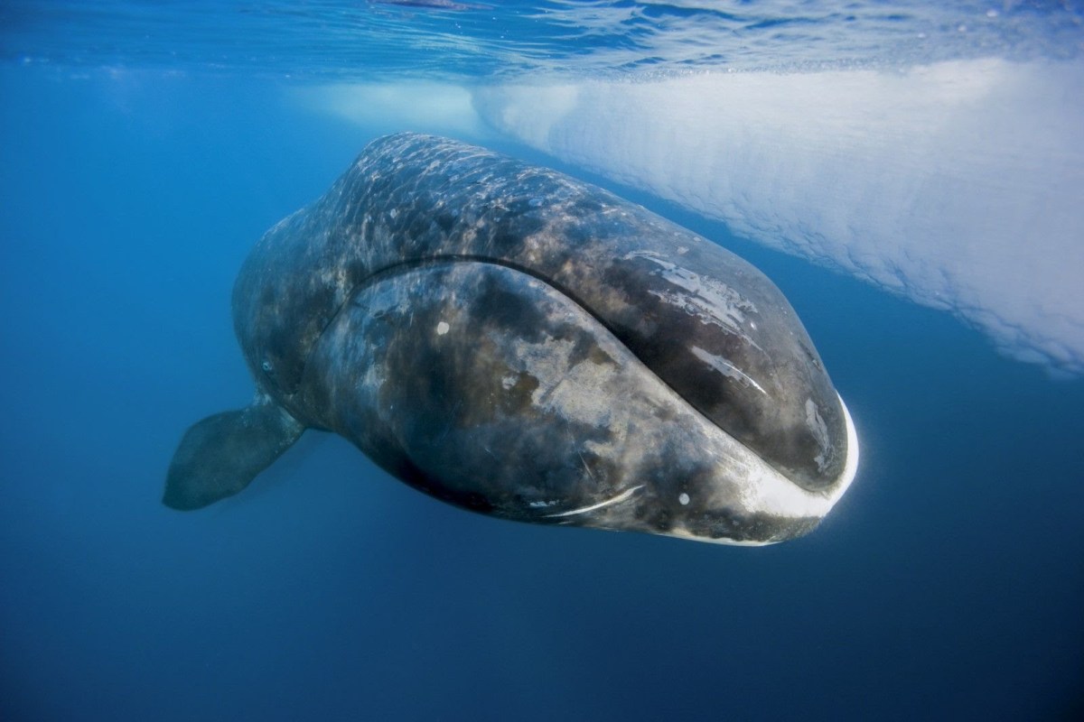 Balena de Groenlanda