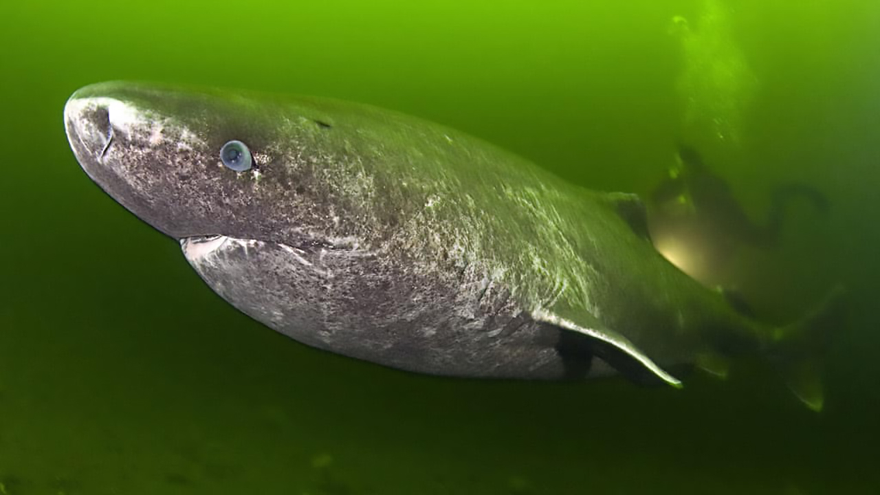 Rechinul de Groenlanda