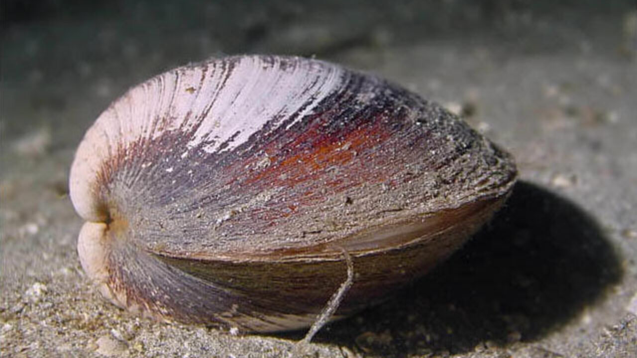 Cele mai longevive animale de pe planetă. Scoica quahog