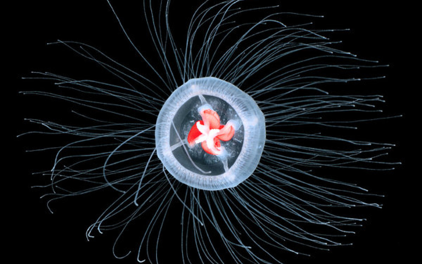 5 cele mai longevive animale de pe planetă. Singurul animal care e nemuritor