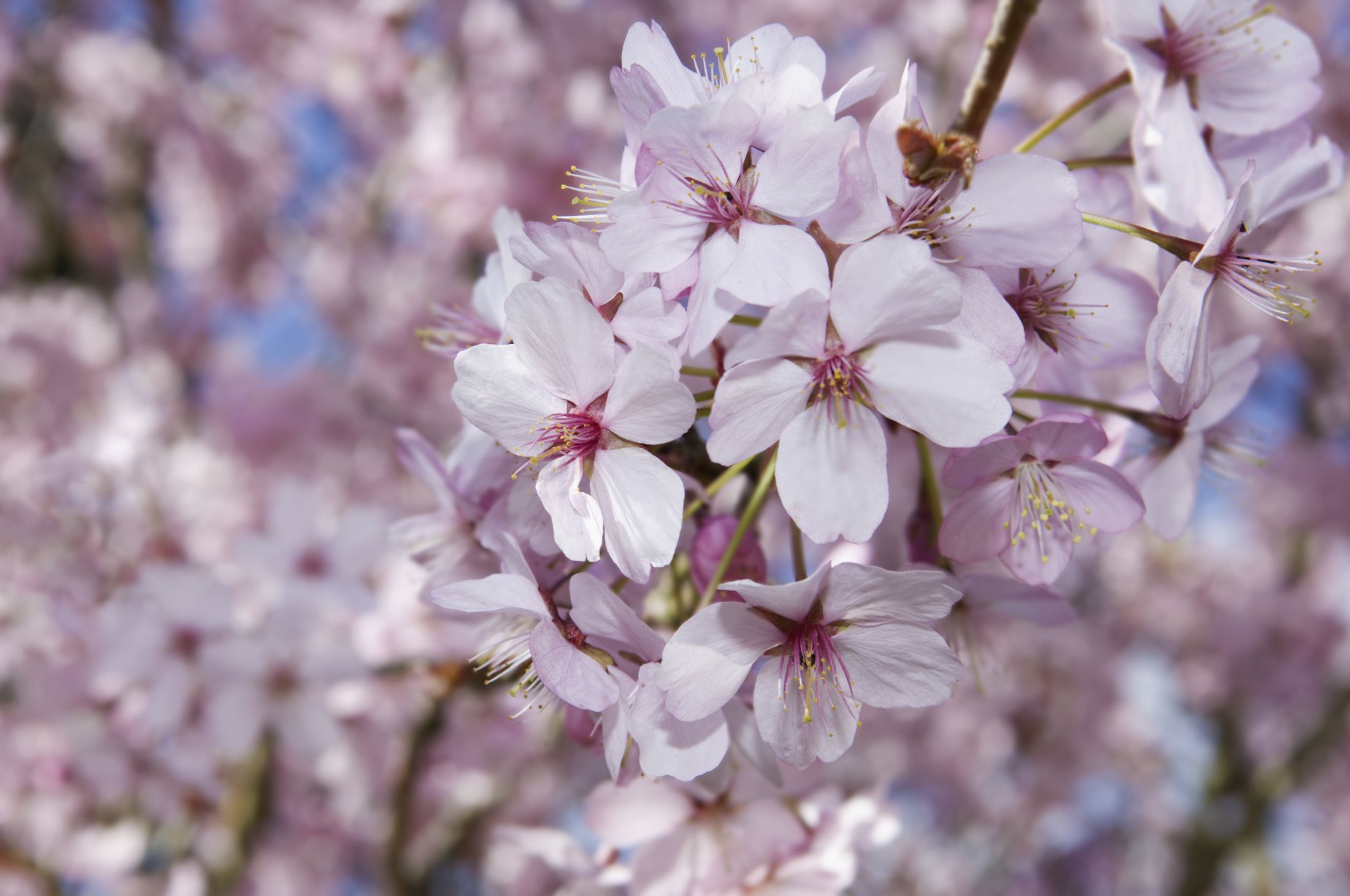 Florii 2021. Când pică, anul acesta, Duminica Floriilor
