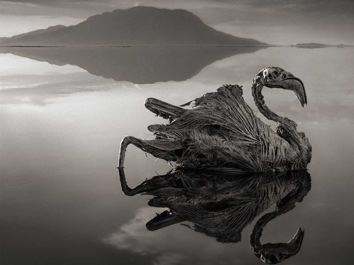 Imagine realizată de Nick Brandt de la lacul Natron. Lacul care transformă orice vietate în statuie